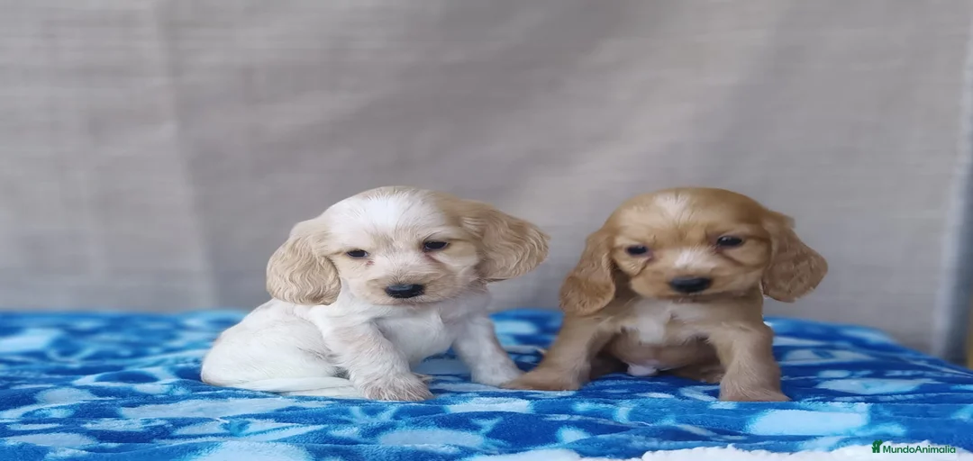 Imagen de galería {{count}}