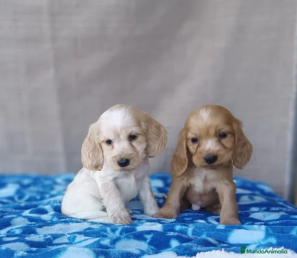 Imagen de galería {{count}}