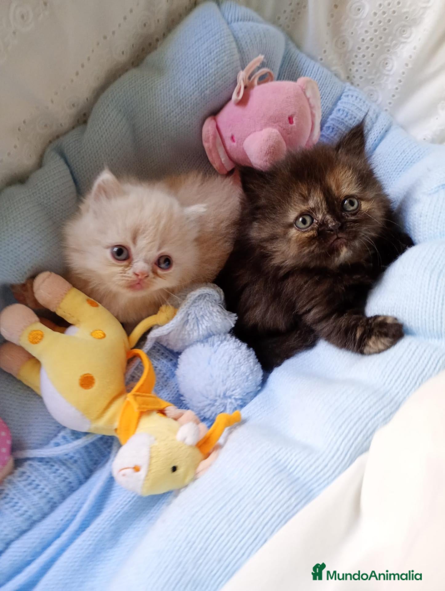 Persa gatos Disponible una parejita de persa y malayo - Anuncio 1