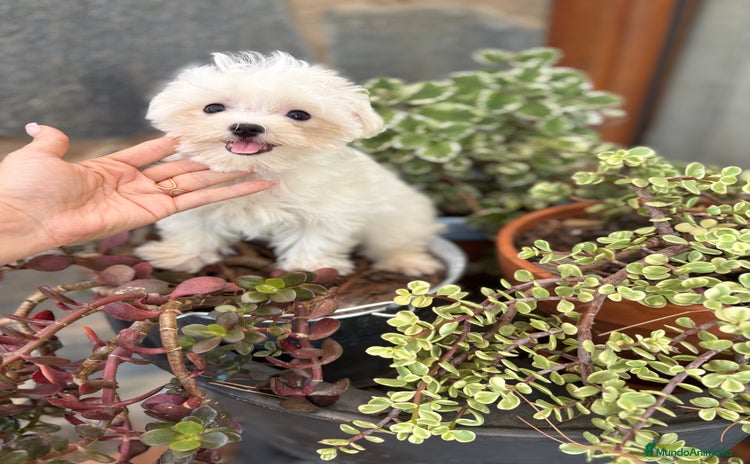 Bichón Maltés perros - Anuncio 4