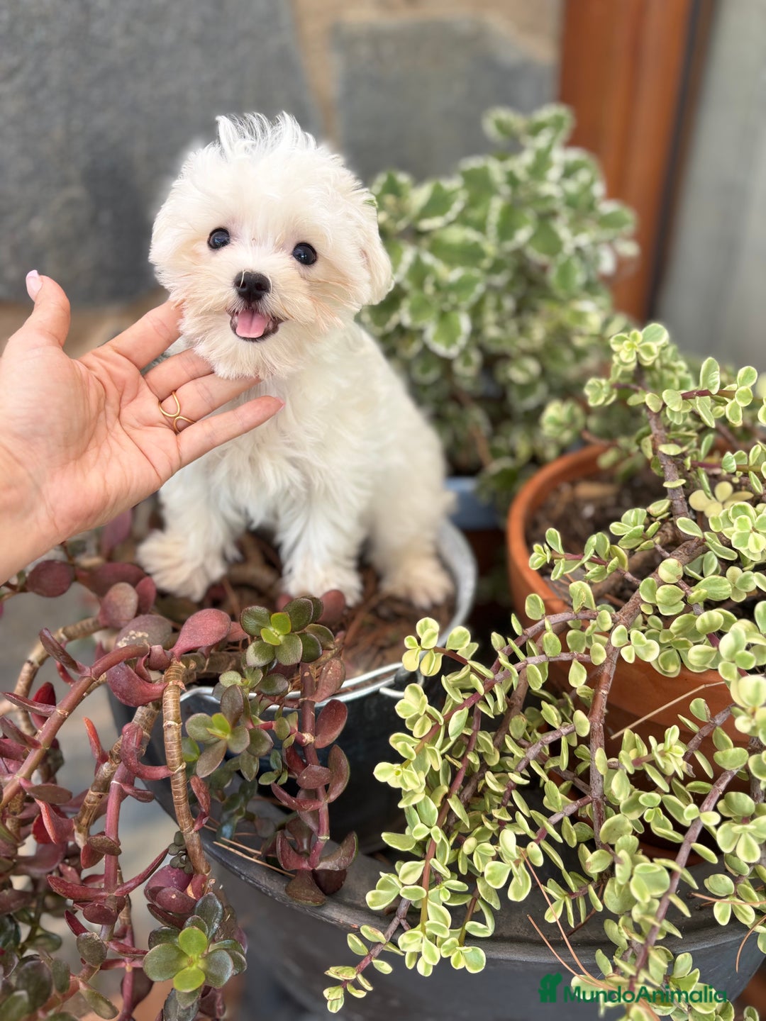 Bichón Maltés perros en venta: Bichon Maltés Mini macho  - Imagen 1
