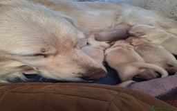 Golden Retriever perros en venta:  GOLDEN RETRIEVER ( 621123874 ) - Imagen 2