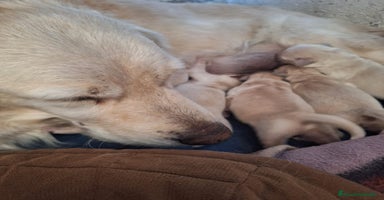 Golden Retriever perros - Anuncio 12