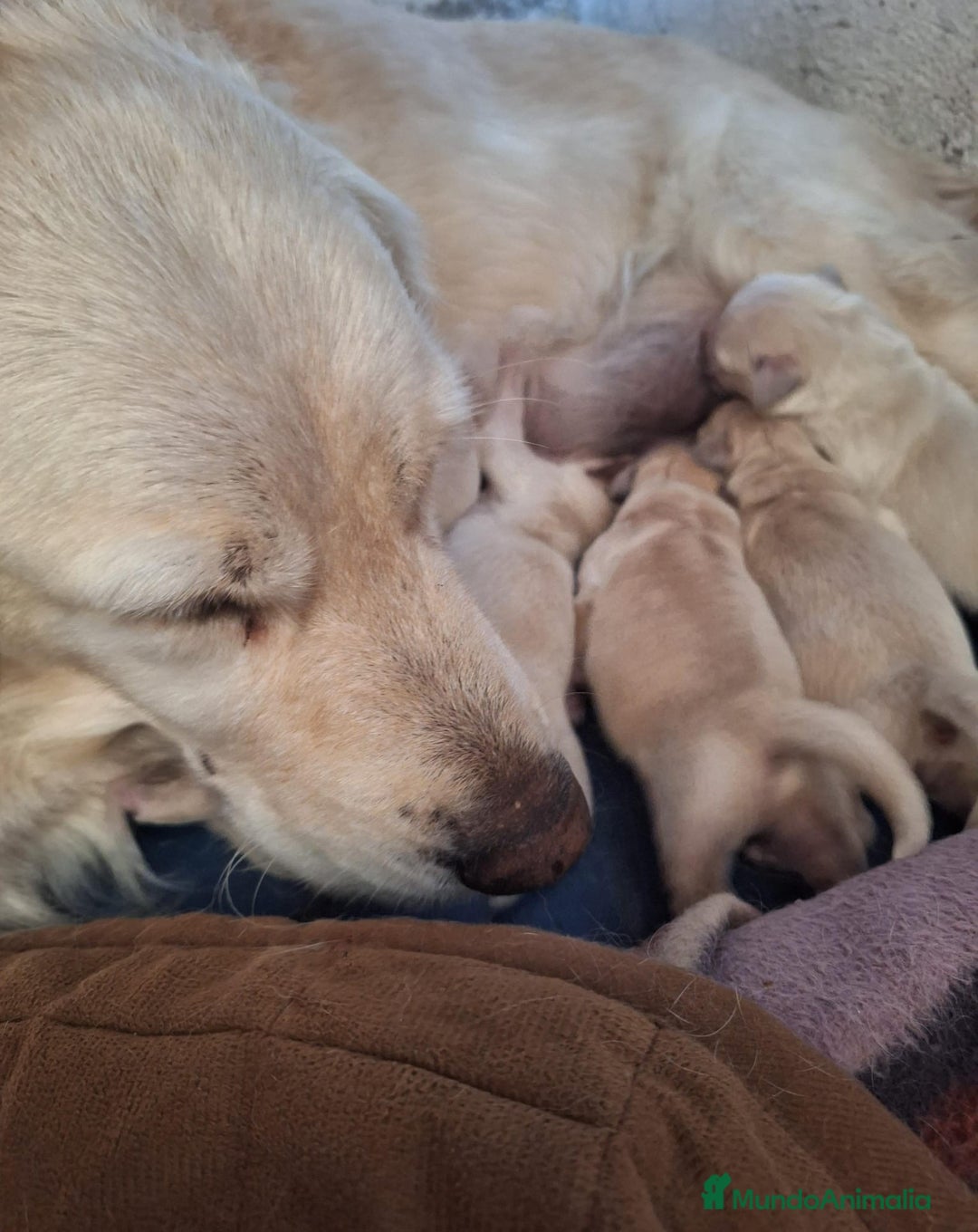 Golden Retriever perros en venta:  GOLDEN RETRIEVER ( 621123874 ) - Imagen 2