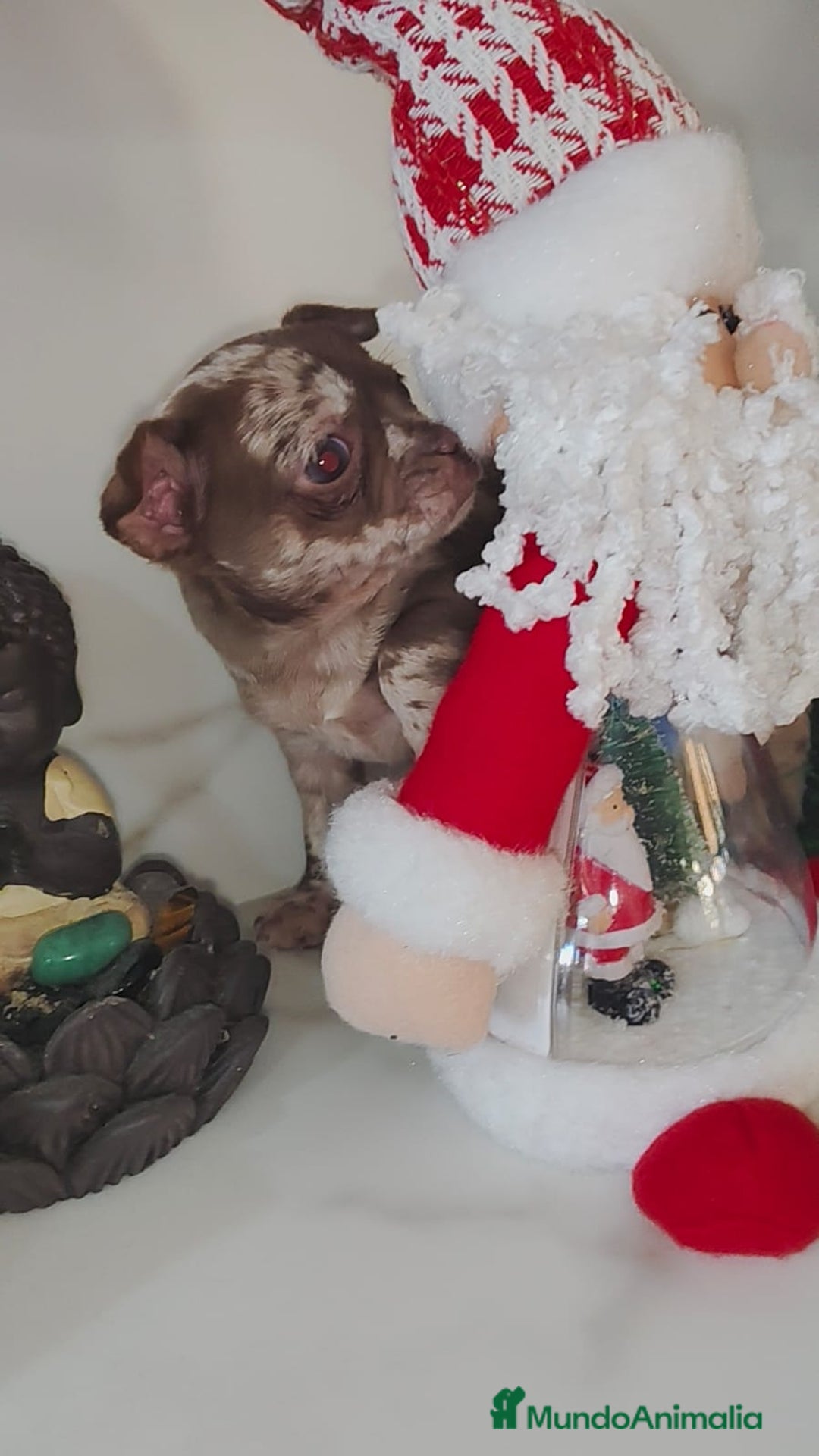 Chihuahua perros en venta: Chihuahua merle linia rusa  - Anuncio 3