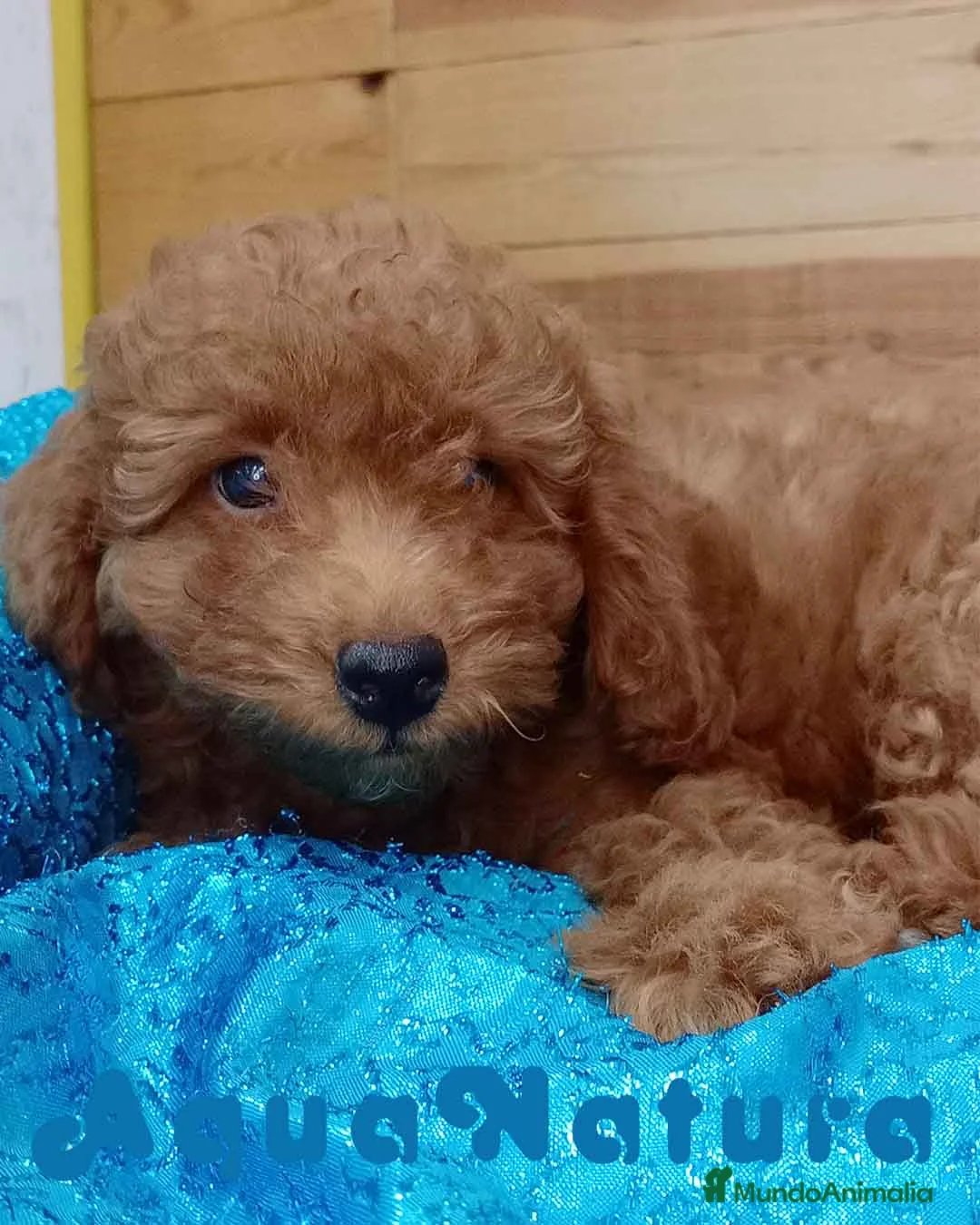 Caniche Toy perros en venta: Caniche Hembra de Bella y Can 6075 AQUANATURA en Barcelona - Anuncio 3