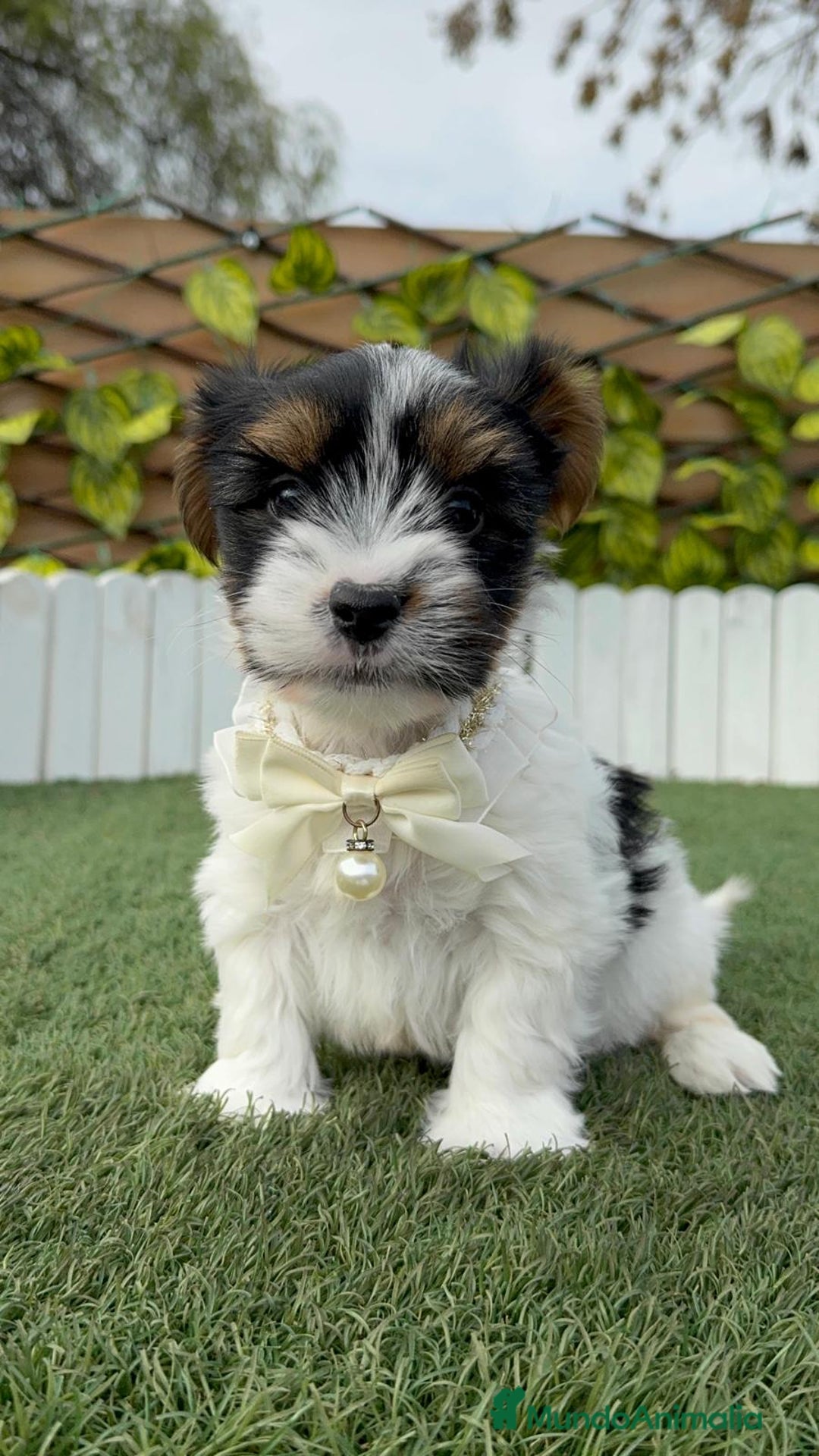 Yorkshire Terrier perros en venta: YORKSHIRE BIEWER MACHO DISPONIBLE - Anuncio 2