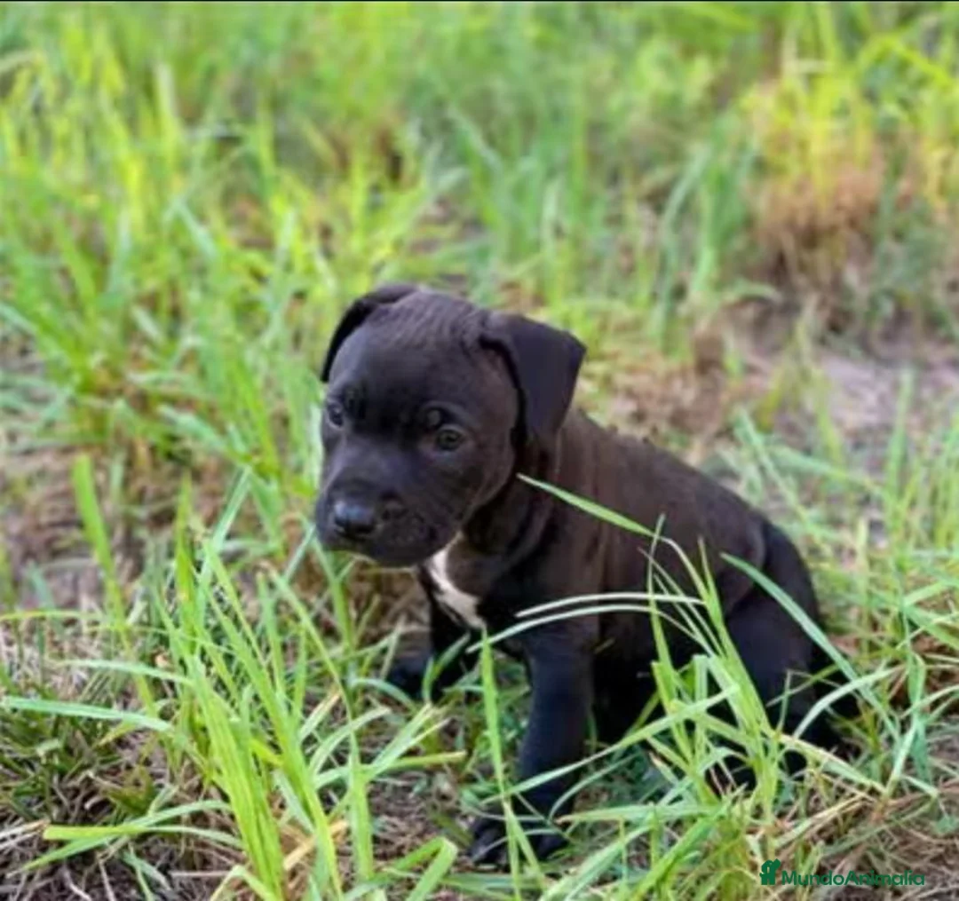 American Pit Bull Terrier perros en venta: Cachorra Pitbull en Alicante - Anuncio 4