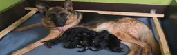 Pastor Alemán perros en venta: disponibles cachorros de pastor aleman negro fuego - Anuncio 1