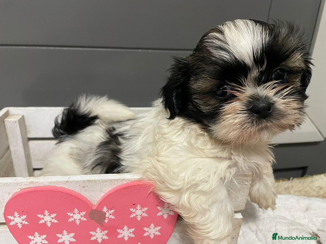 Shih Tzu perros en venta: Shitz tzu - Imagen 4