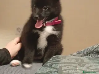 Pomsky perros Pomosky última hembra !! - Anuncio 5