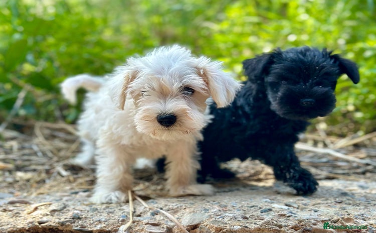 Schnauzer Miniatura perros - Anuncio 1