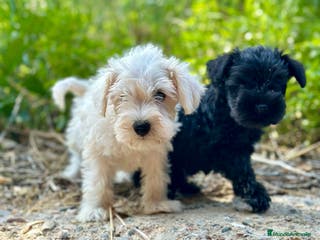 Schnauzer Miniatura perros SCHNAUZER MINIATURA DISPONIBLES - Anuncio 25