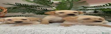 Labrador Retriever 3