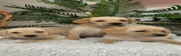 Labrador Retriever perros en venta: LABRADOR RETRIEVER - Anuncio 18
