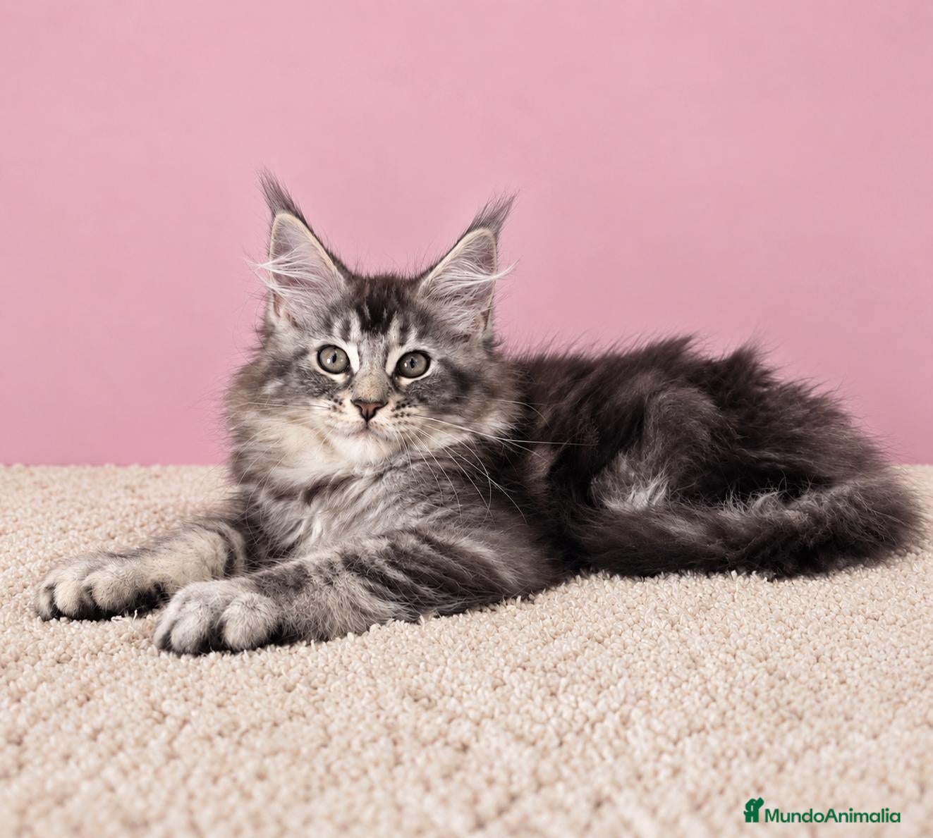 Maine Coon gatos Gatitas Maine Coon - Anuncio 2