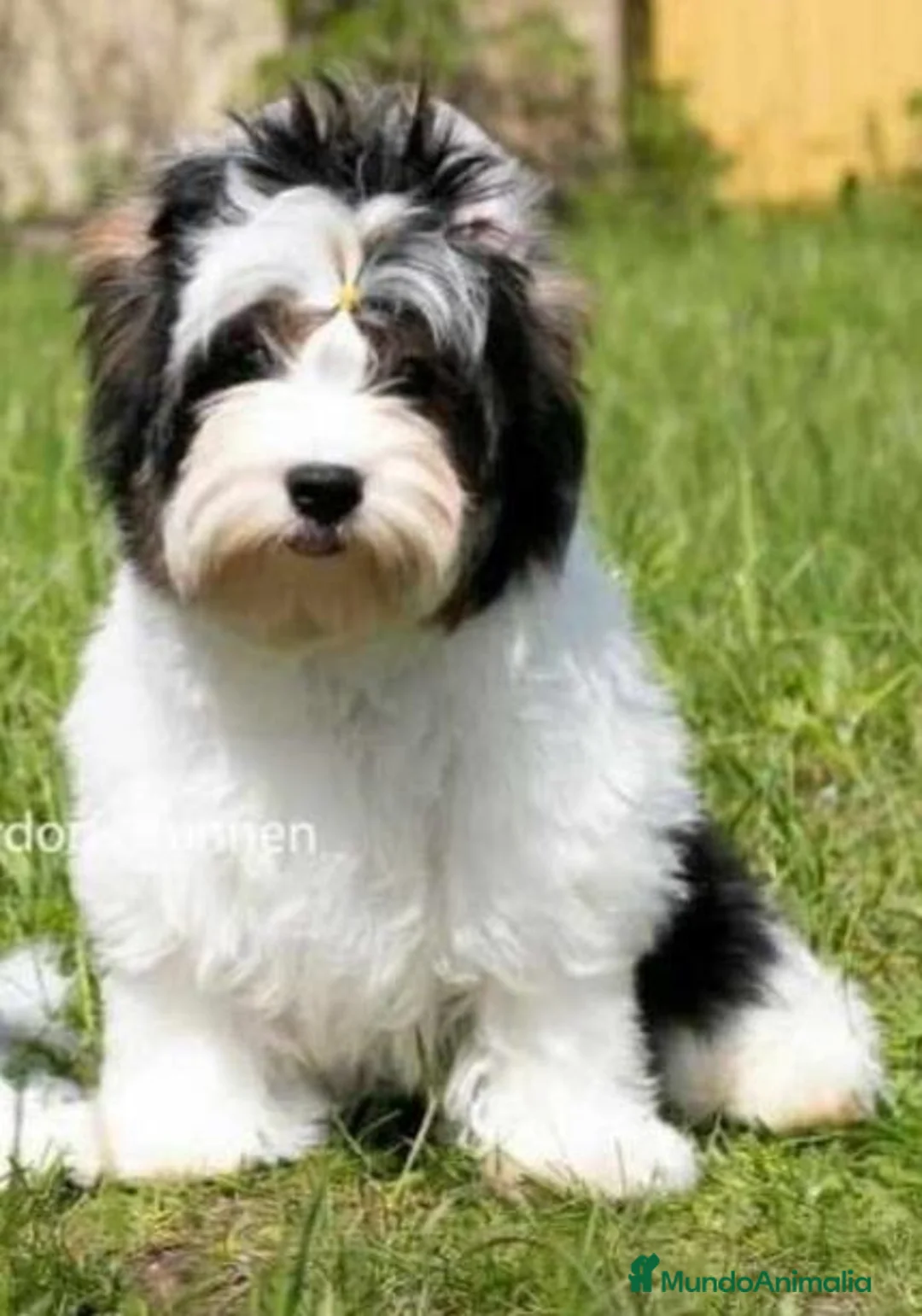 Biewer Yorkshire Terrier a la Pom Pon perros en venta: Biewer yorkshire y golden adultos con pedigree - Anuncio 2