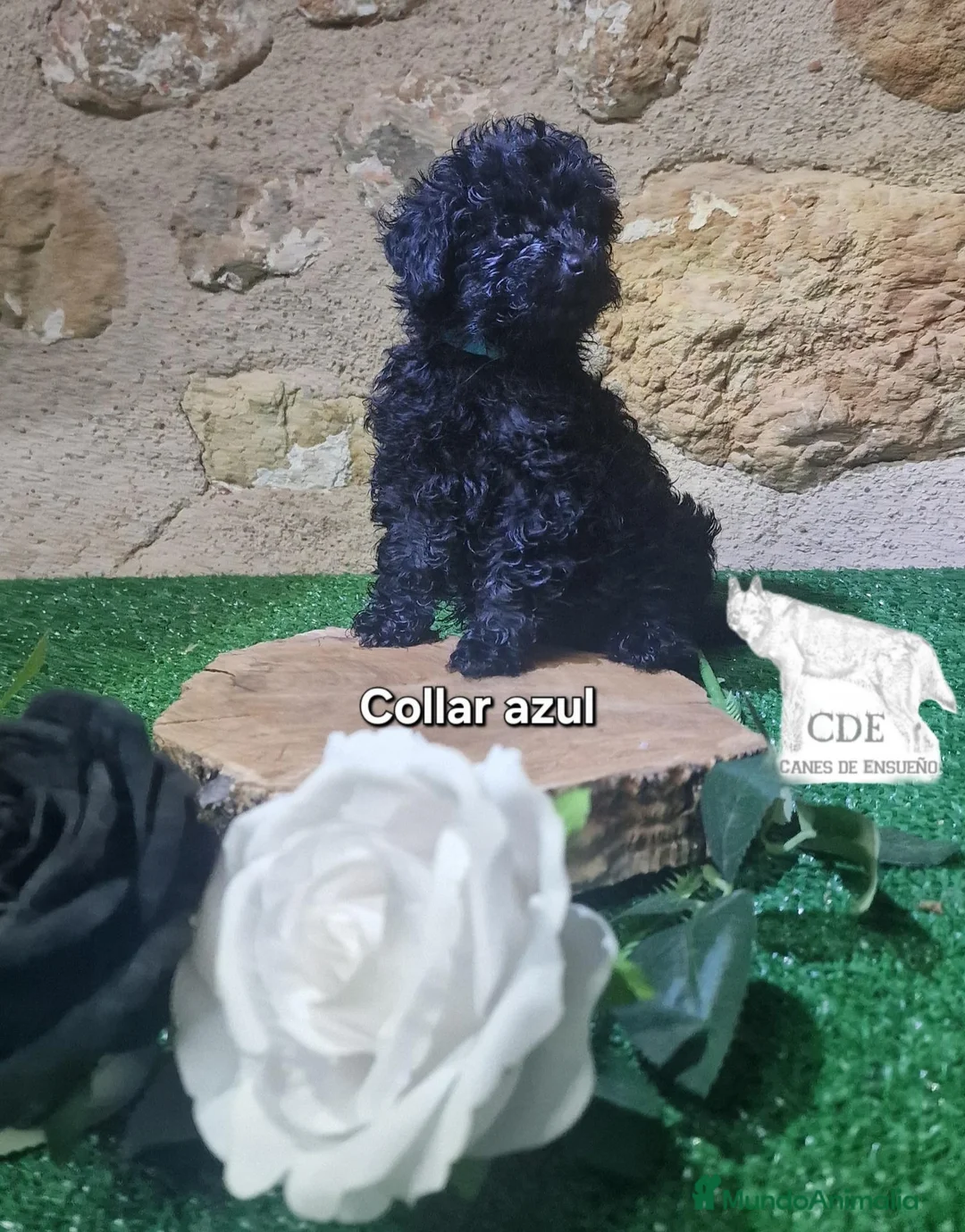Caniche Toy perros en venta: Caniches Exclusivos de madre chocomerle  - Anuncio 2