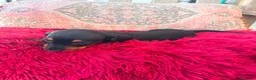 Teckel Miniatura perros en venta: Teckel kaninchen hembra  - Anuncio 6