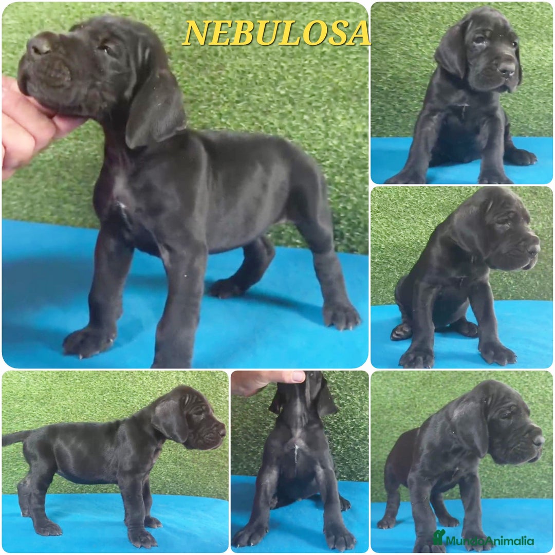 Dogo Alemán perros en venta: Cachorros diferentes colores - Imagen 4