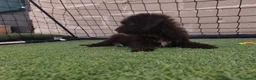 Perro de Agua Español perros en venta: Pda choco en Salamanca - Anuncio 4