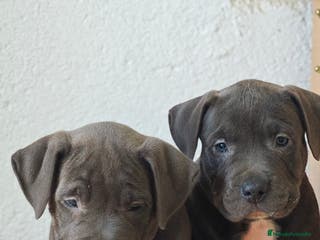 American Pit Bull Terrier perros Pitbull blue - Anuncio 17