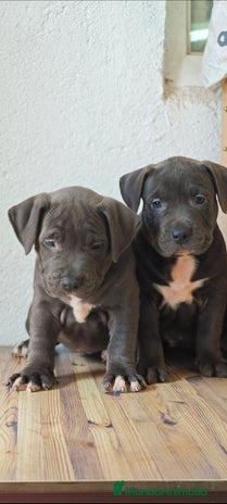 American Pit Bull Terrier perros Pitbull blue - Anuncio 1