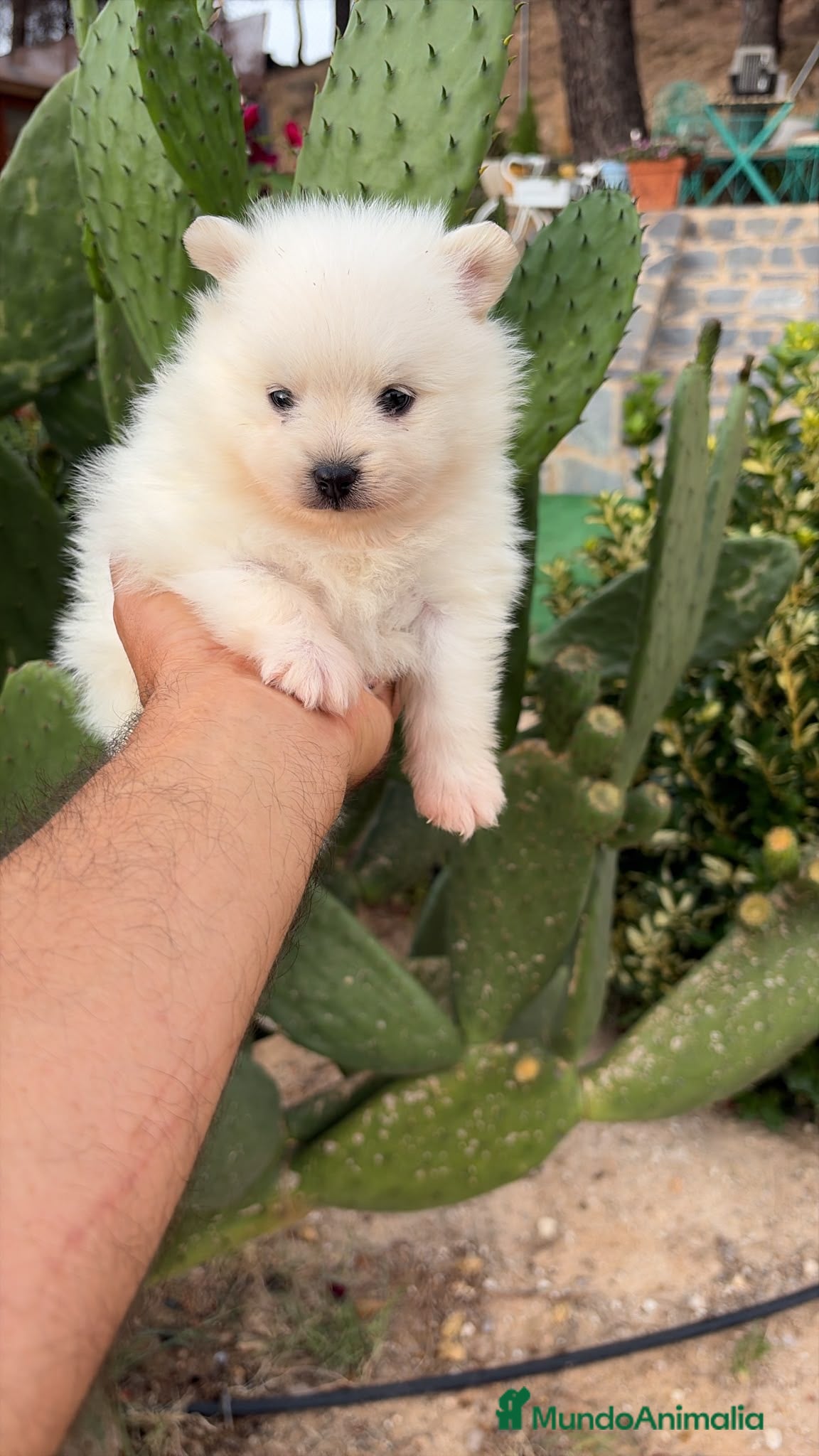 Pomerania perros Pomerania standar blanco macho!!! - Anuncio 1
