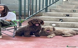 Perro de Agua Español perros en venta: Cacorros perro de ahua español - Imagen 6