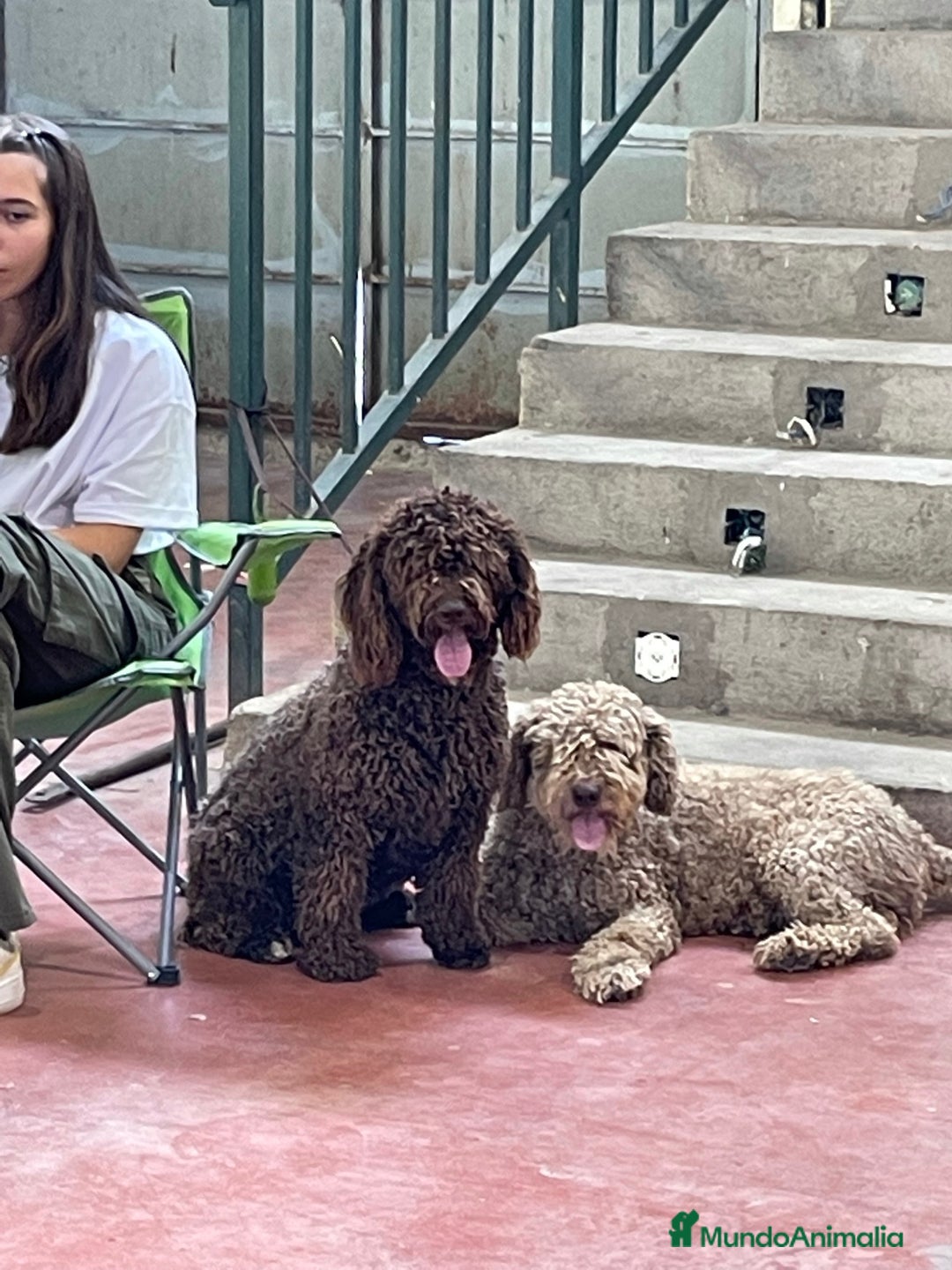 Perro de Agua Español perros en venta: Cacorros perro de ahua español - Imagen 6