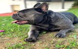 Bulldog Francés perros en venta: Bulldog francés  en León - Imagen 2