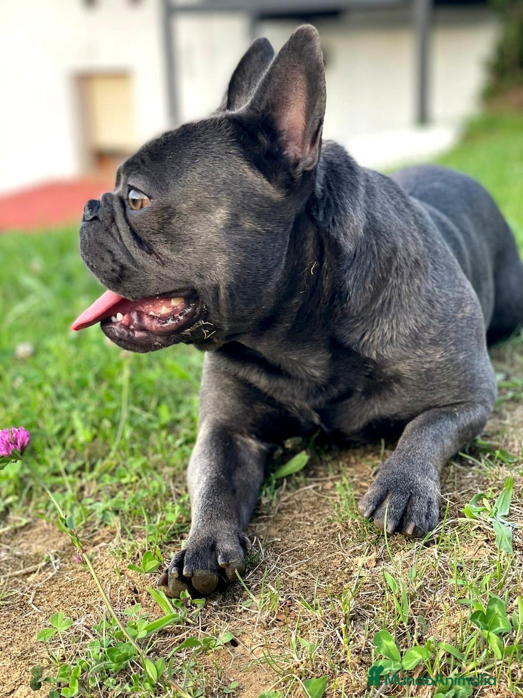 Bulldog Francés perros en venta: Bulldog francés  en León - Imagen 2