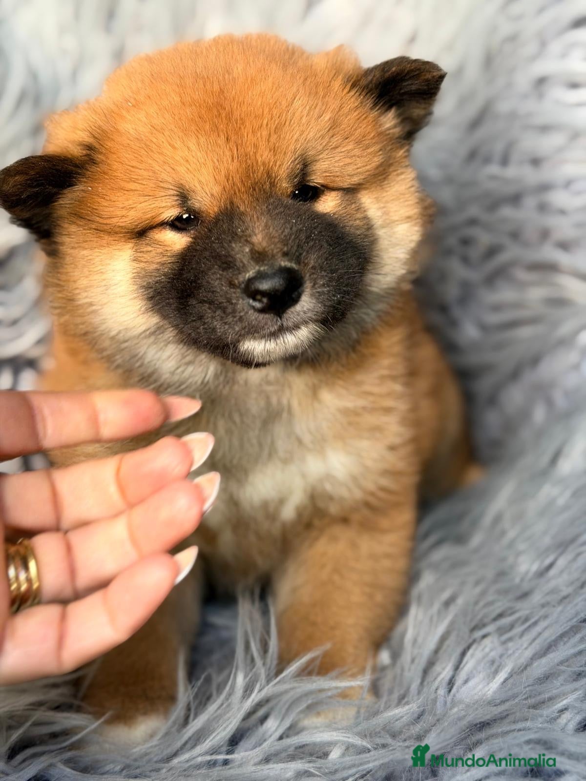 Shiba Inu perros en venta: Shiba Inu macho - Anuncio 2