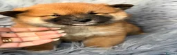Shiba Inu perros en venta: Shiba Inu macho - Anuncio 1