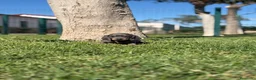 Teckel Miniatura perros en venta: TECKEL MINIATURA  - Anuncio 2