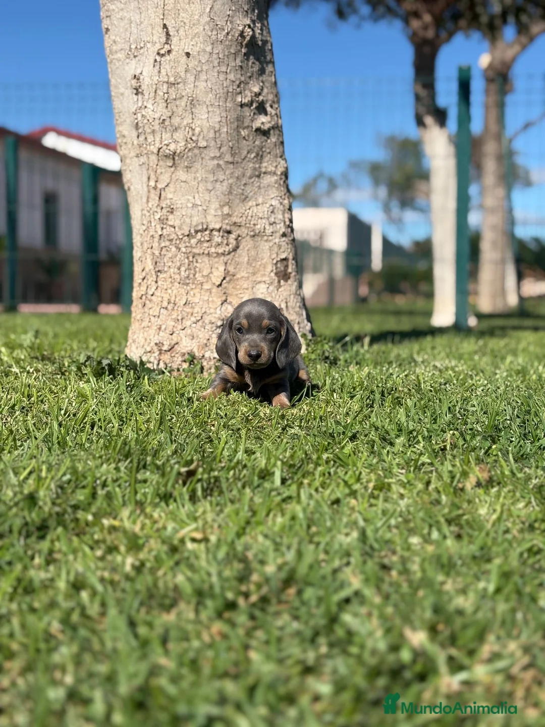 Teckel Miniatura perros en venta: TECKEL MINIATURA  - Anuncio 2