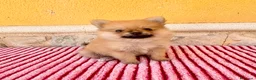 Pomerania perros en venta: Pomerania toy  - Anuncio 18