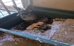 Chihuahua perros en venta: Chihuahua macho merle - Imagen 2