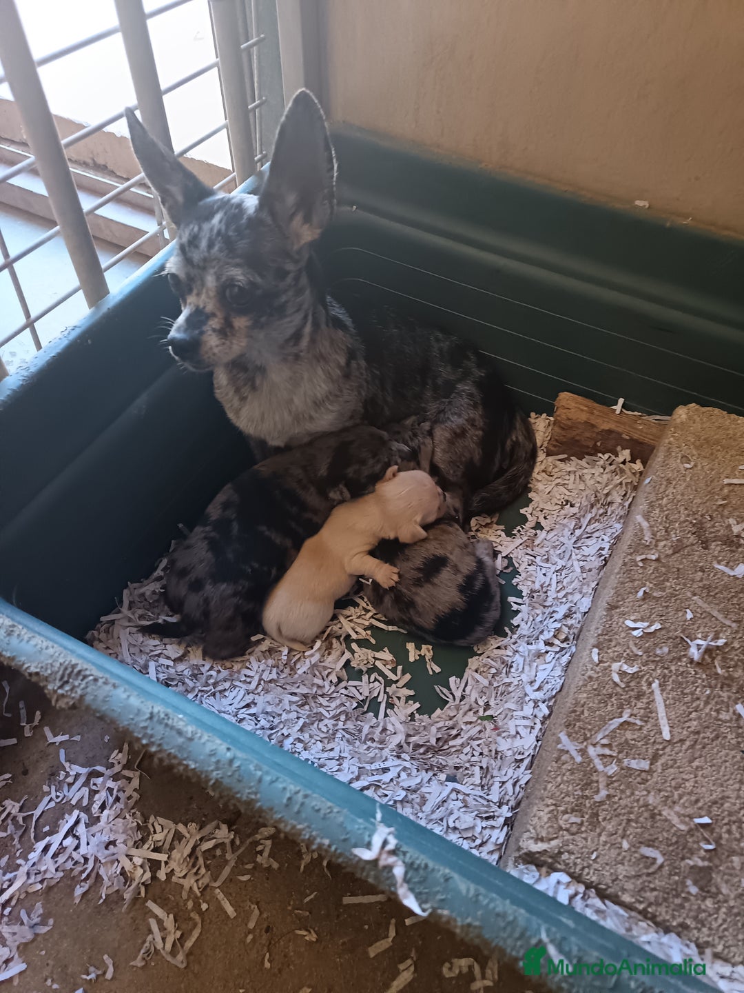 Chihuahua perros en venta: Chihuahua macho merle - Imagen 2