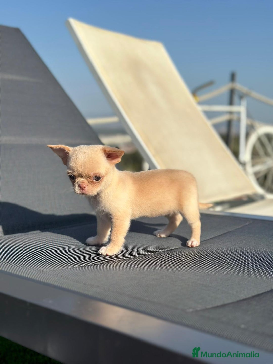 Chihuahua perros en venta: Chihuahua miniatura  - Anuncio 2