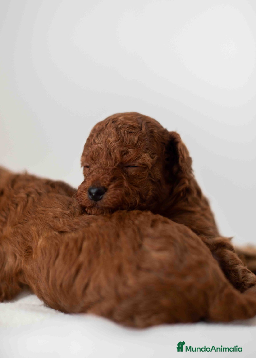 Caniche Toy perros en venta: Caniche toy rojo intenso - Anuncio 7