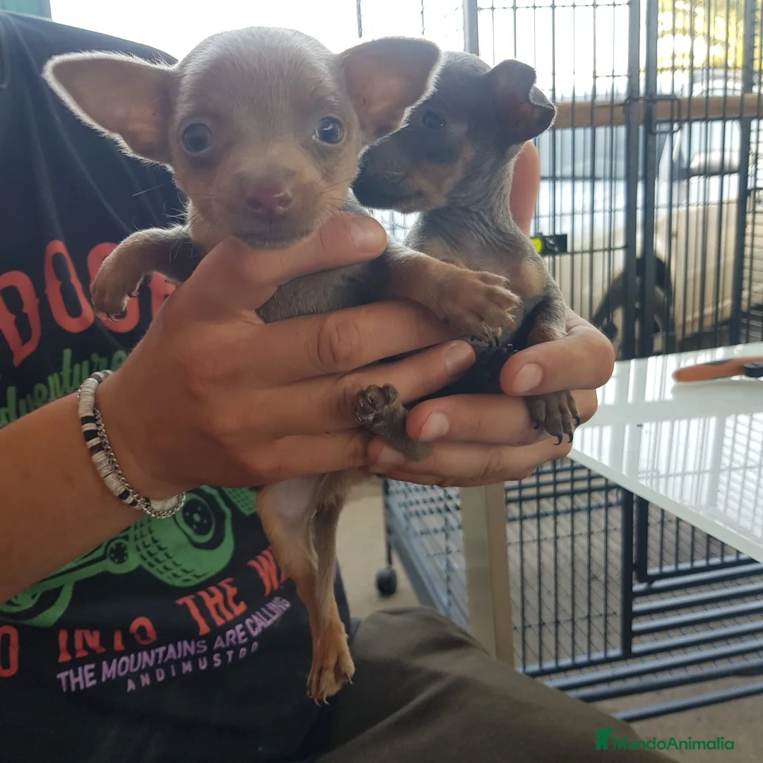 Ratón de Praga perros en venta: CACHORROS DE RATÓN DE PRAGA  - Anuncio 5