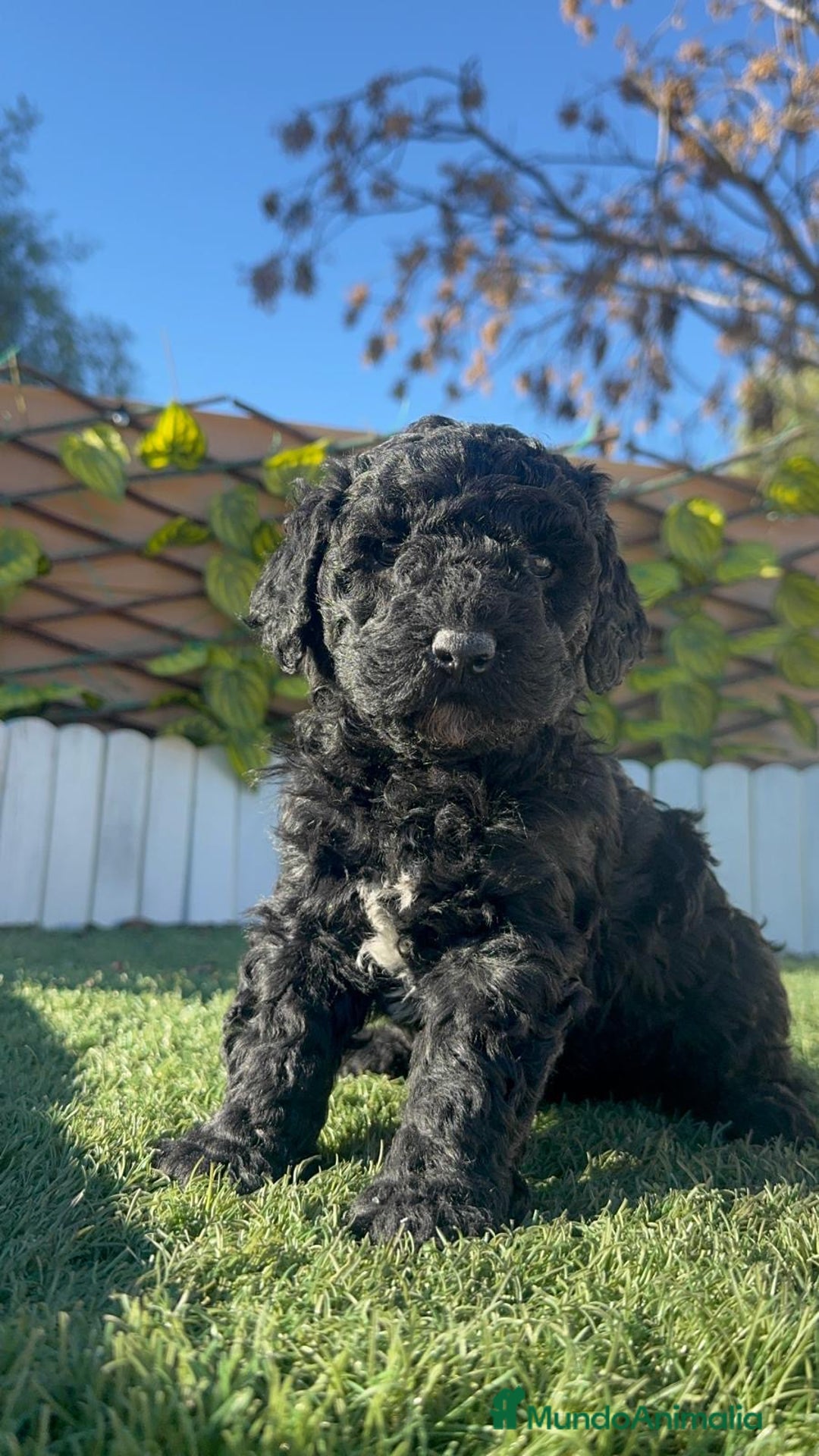 Perro de Agua Español perros en venta: PERRO DE AGUA HEMBRA - Anuncio 8