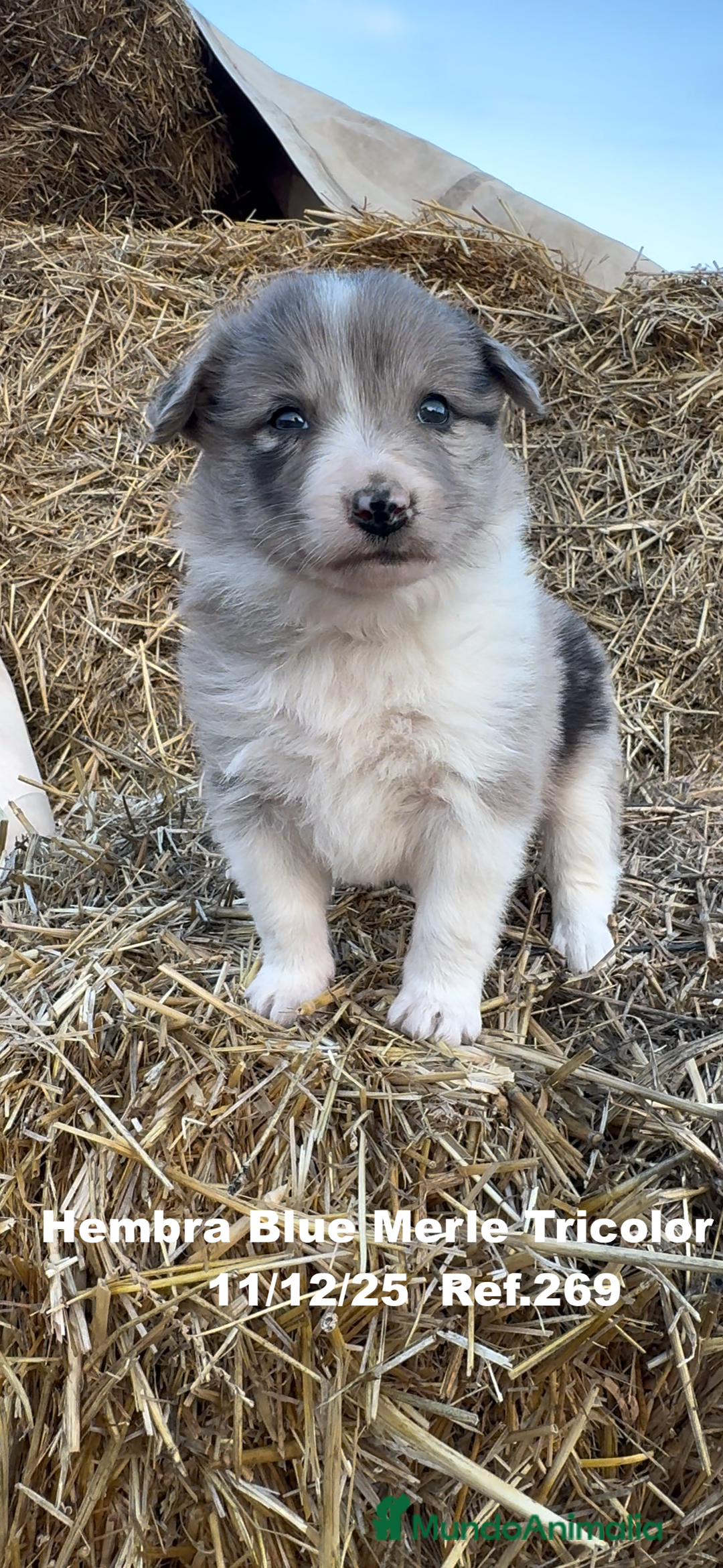 Border Collie perros en venta: Border Collie - Anuncio 2