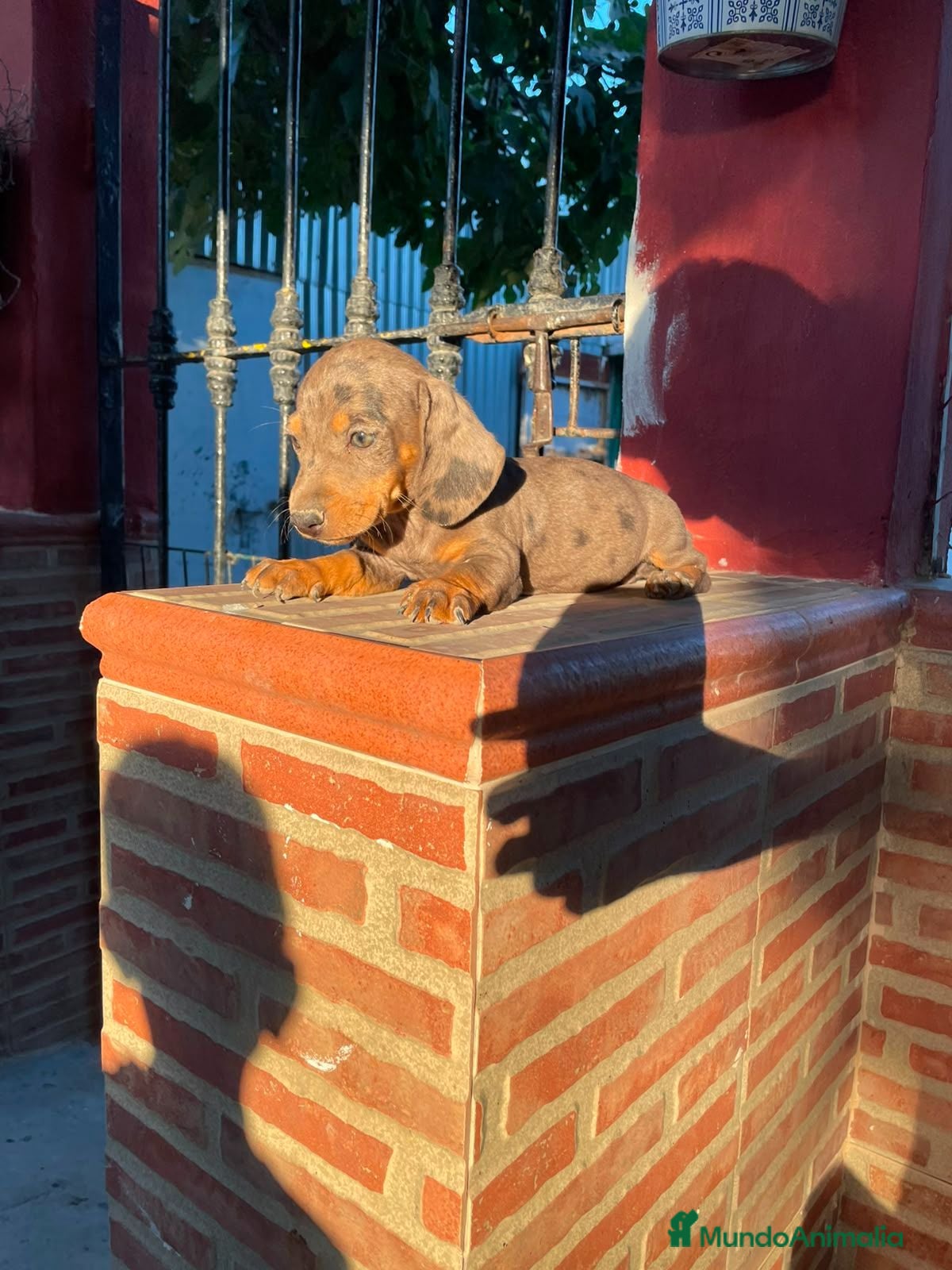 Teckel perros Teckel kanichen - Anuncio 1