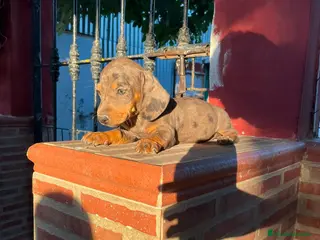 Teckel perros Teckel kanichen - Anuncio 5