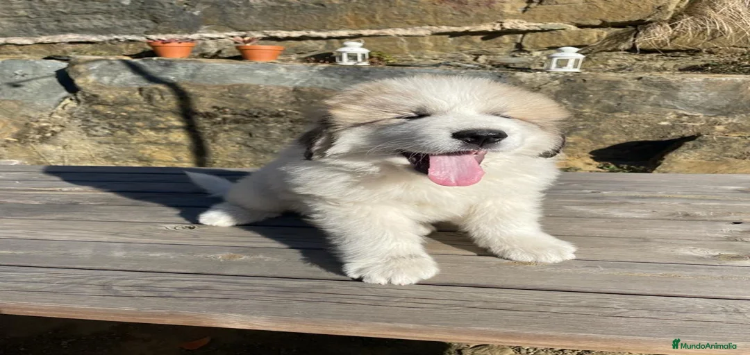 Imagen de galería {{count}}