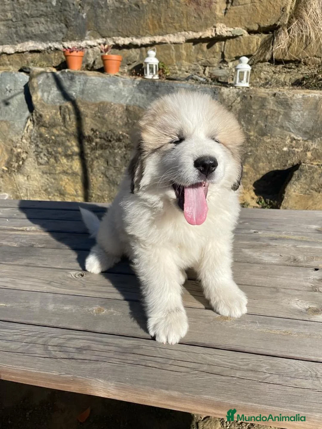 Imagen de galería {{count}}