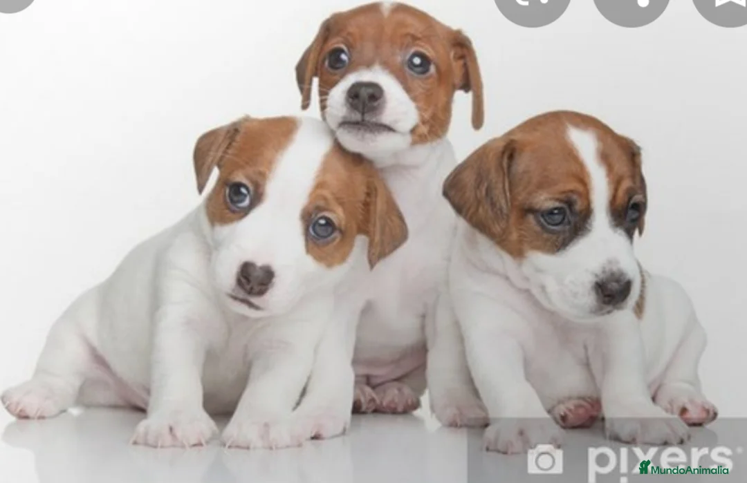 Jack Russell Terrier perros en venta: Jack russel - Anuncio 3