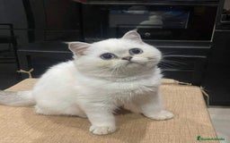 Británico de Pelo Corto gatos en venta: Cachorro british silver point - Imagen 1